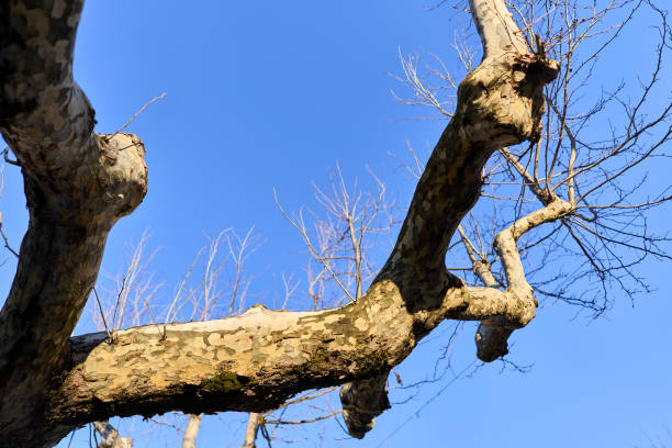 Close-up view of tree branches against a clear blue sky in a park.