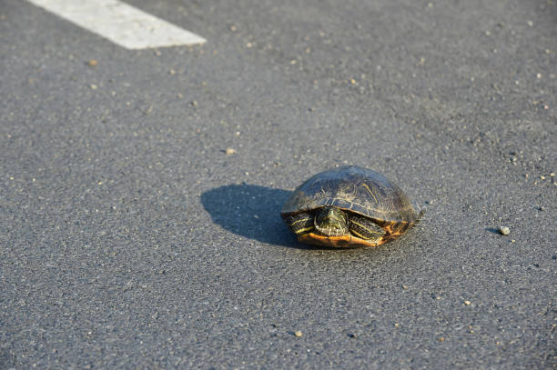 Red-eared slider turtle on the Asphalt road