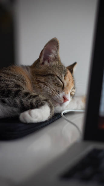istock Calico kitten sleeping next to a laptop 2164072758