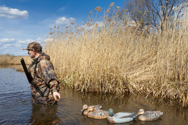 istock A hunter walks on the water and hauls four plastic duck baits 2164072790
