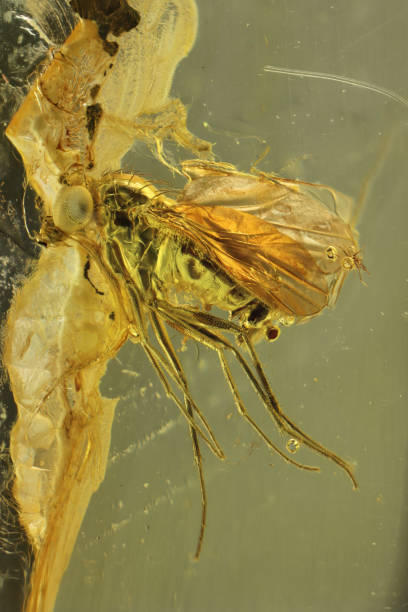 istock long-legged fly (Palaeomedeterus) imprisioned in Baltic amber 2164073936