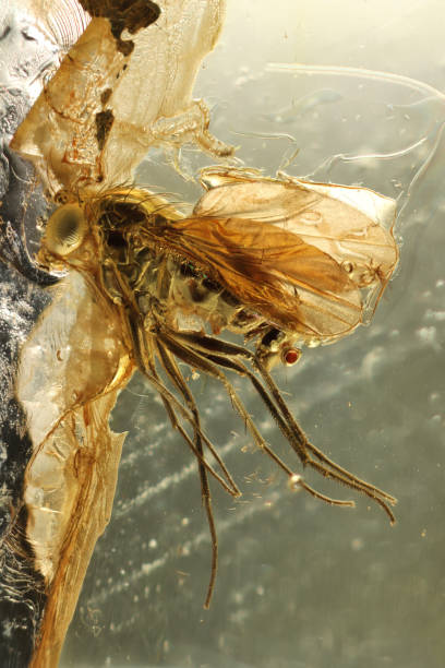 istock long-legged fly (Palaeomedeterus) imprisioned in Baltic amber 2164073938