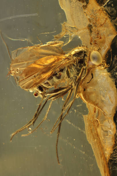 istock long-legged fly (Palaeomedeterus) imprisioned in Baltic amber 2164073940