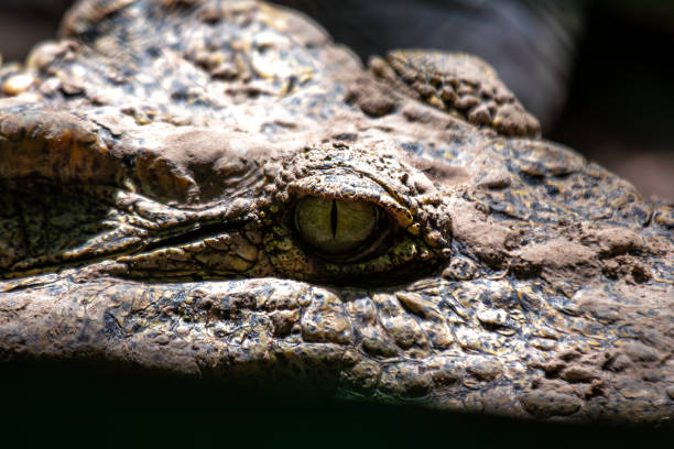 istock Nile Crocodile (Crocodylus niloticus) Found in Sub-Saharan Africa 2164074041