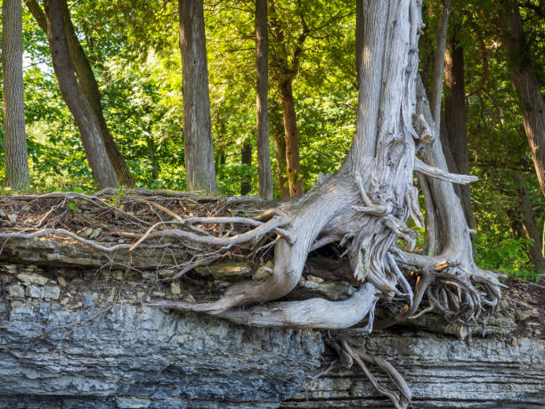 istock Tree roots clinging to cliffs with sun rays lighting up the trunks and the greenery behind. 2164074069