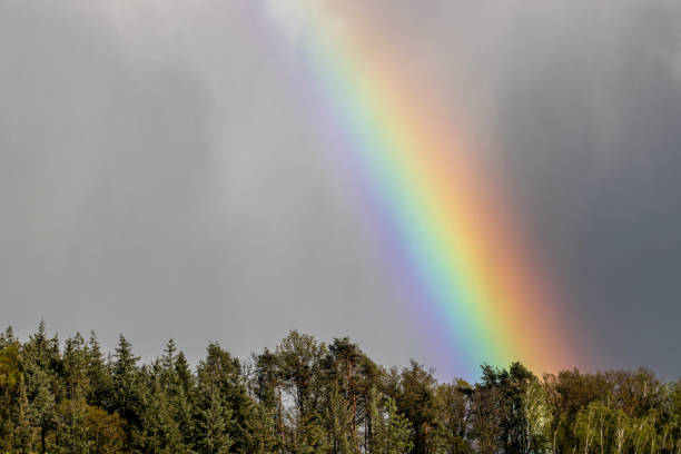 rainbow over the treetops of a forest