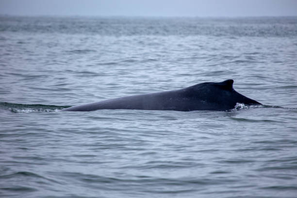 istock Humpback Whale (Megaptera novaeangliae) Found in Oceans Worldwide 2164074144