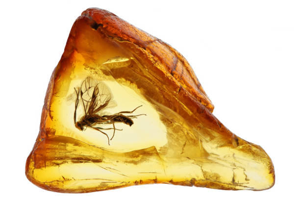 istock wasp imprisioned in Baltic amber isolated on white background 2164074197
