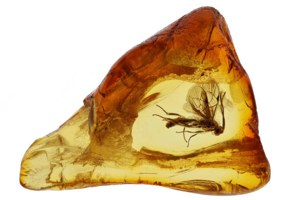 istock wasp imprisioned in Baltic amber isolated on white background 2164074260