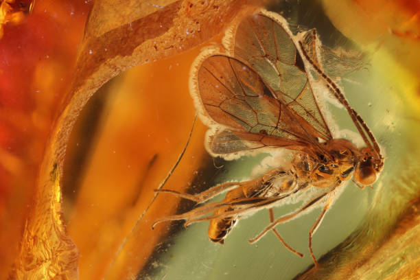 wasp imprisioned in Baltic amber