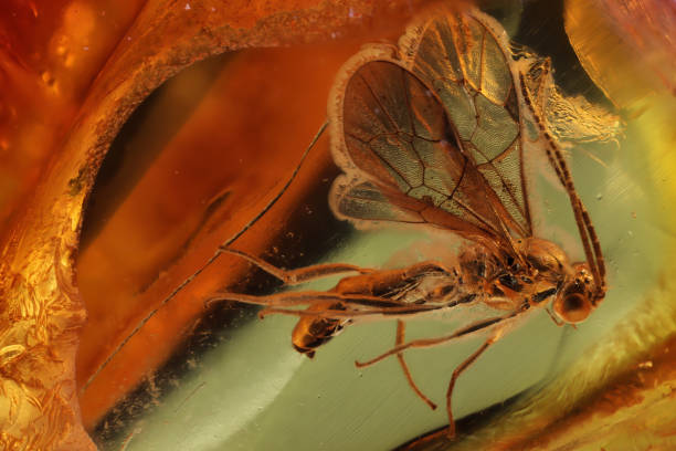 istock wasp imprisioned in Baltic amber 2164074327