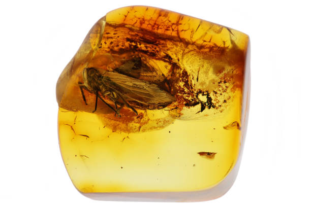 istock planthopper imprisioned in Baltic amber isolated on white background 2164074561