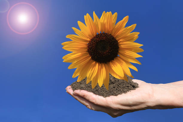 istock Hands filled with dirt holding a blooming sunflower under a scorching sun and a cloudless sky 2164075017