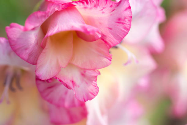Pink Gladiolus or sword lily blooming in a summer garden