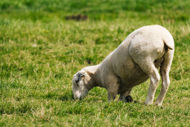 istock Sheep kneeing on his frontlegs to eat some grass 2164077373