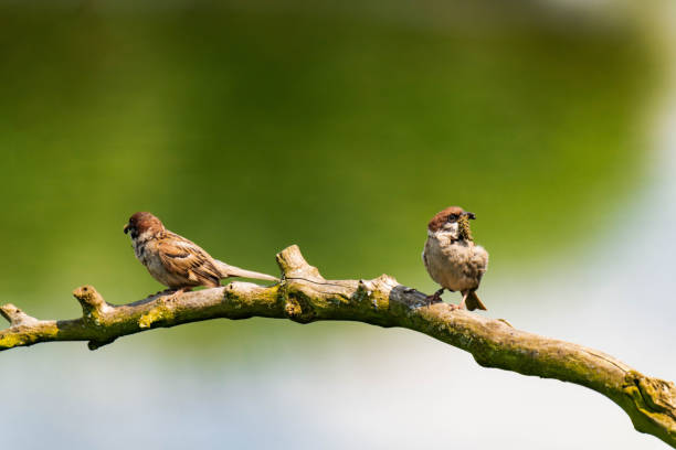 istock Two sparrows sitting on a wood branch 2164077592