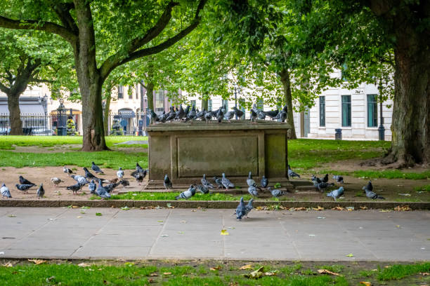Pigeons in Birmingham city centre