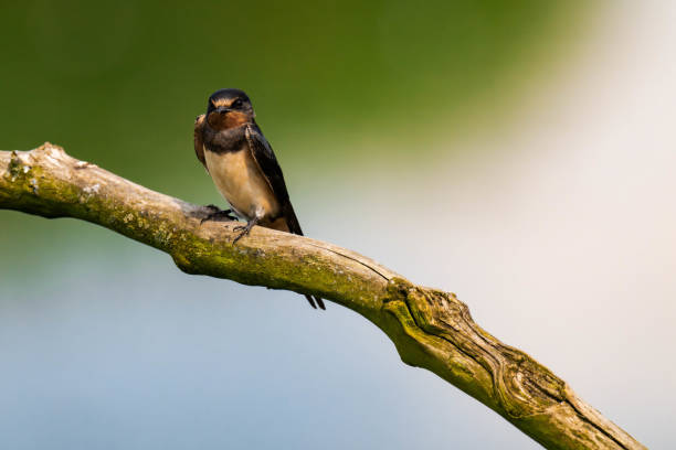 istock Barn swallow (Hirundo rustica) sitting on a tree branch 2164078795