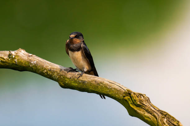 istock Barn swallow (Hirundo rustica) sitting on a tree branch 2164078860