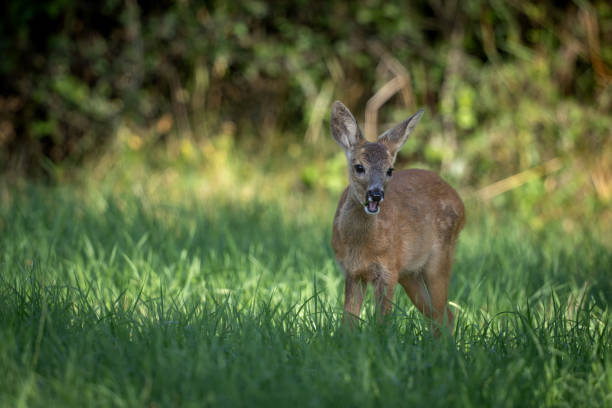Beautiful fawn (Capreolus capreolus) eating grass on a meadow.