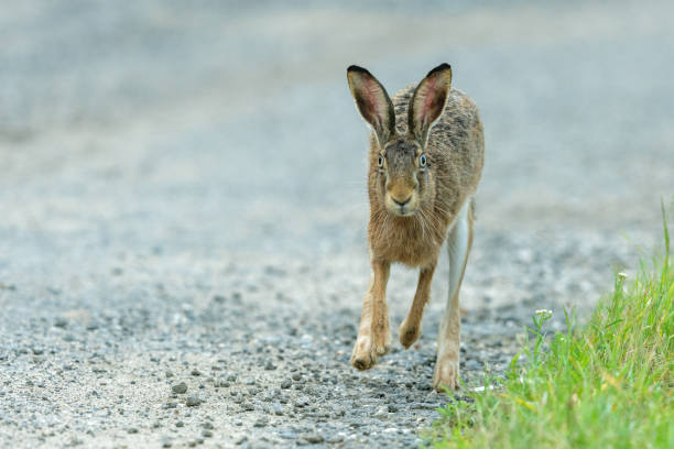 Rabbit jumping in the meadow, on sunny lawn