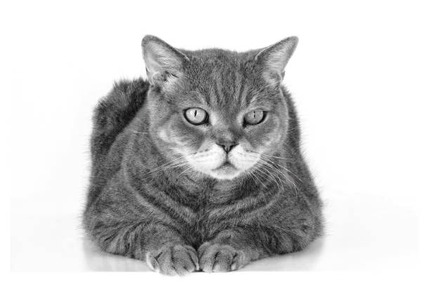 istock British shorthair cat portrait 2164079195