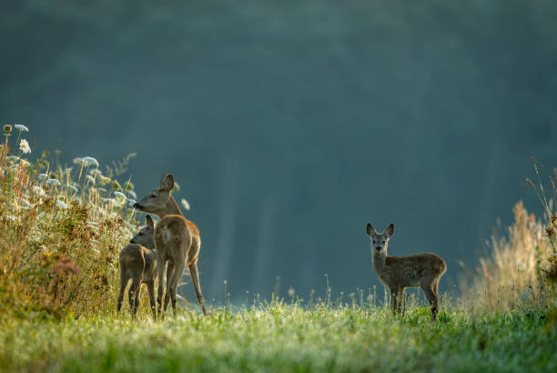Beautiful doe with two fawns (Capreolus capreolus) standing on a meadow.