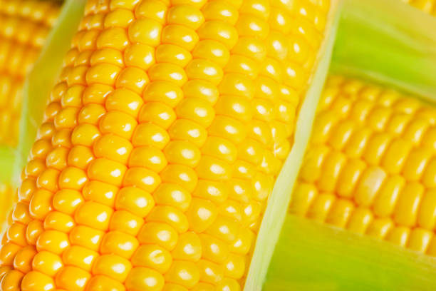 Fresh yellow corn on the cob, close up
