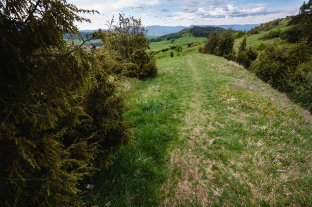 A scenic hiking trail winds through lush green hills, flanked by dense trees. The path leads towards distant mountains under a partly cloudy sky, offering a tranquil and picturesque view of the natural landscape.