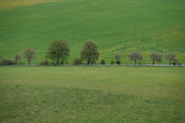 A line of trees follows a road that cuts through a vast green field. The landscape showcases the simplicity and beauty of rural scenery with vibrant green grass and neatly spaced trees.