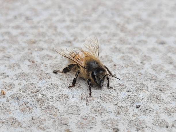 istock Close up of a Honey Bee 2164081897