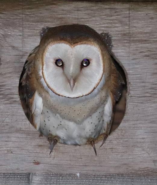 istock Barn owl of Petaluma CA 2164082576