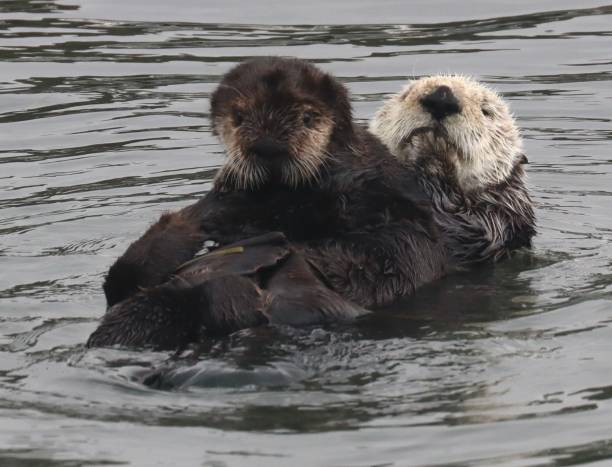 istock California sea otters 2164082588