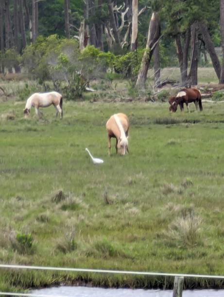 Chincoteague Ponies, Saltwater Marsh, Assateague