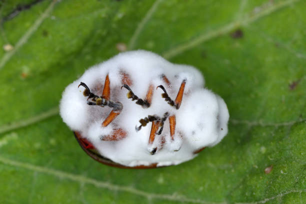 Potato beetle (Leptinotarsa decemlineata) killed by Beauveria bassiana, also known as Cordyceps bassiana, a fungus causing white muscardine disease; used as a biological insecticide to control pests. escarabajo de la patata (leptinotarsa decemlineata) muerto por beauveria bassiana, también conocida como cordyceps bassiana, un hongo causante de la enfermedad de la muscardina blanca; se utiliza como insecticida biológico para el control de plagas.