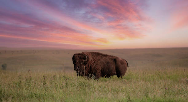 istock Wild Bison in the Missouri Plains 2164085412