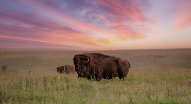 istock Wild Bison in the Missouri Plains 2164085413