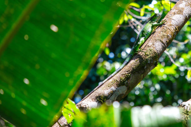 A green iguana was spotted. These large, herbivorous lizards are commonly found in the rainforests and tropical regions of Central and South America.