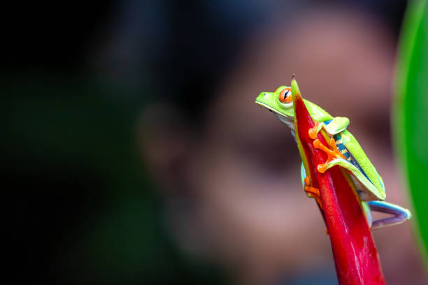 istock Red-Eyed Tree Frog (Agalychnis callidryas) spotted outdoors 2164085608