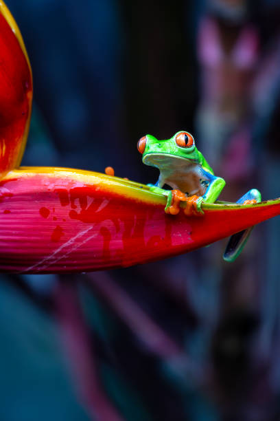 istock Red-Eyed Tree Frog (Agalychnis callidryas) spotted outdoors 2164085609