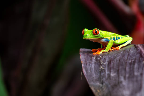 istock Red-Eyed Tree Frog (Agalychnis callidryas) spotted outdoors 2164085628