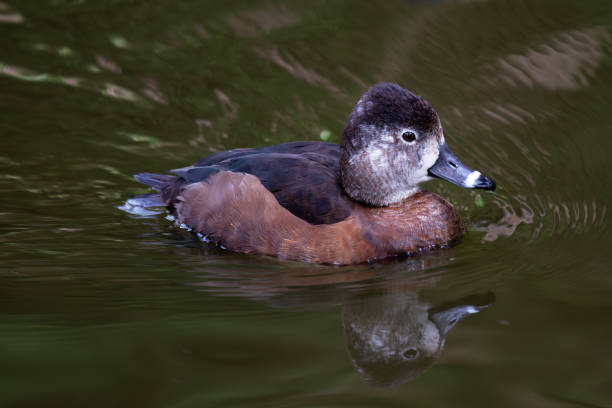 istock Female Ring-necked Duck (Aythya collaris) spotted outdoors 2164085629