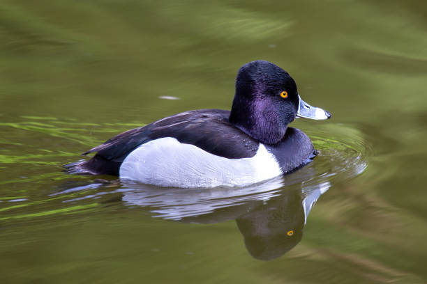 A Male Ring-necked Duck was observed. Noted for its striking ring around the neck and dark plumage, this diving duck is commonly found across North America during migration.
