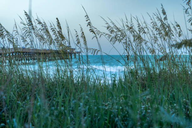 A peaceful view of ocean waves and a wooden pier seen through coastal grass, capturing the essence of seaside tranquility.