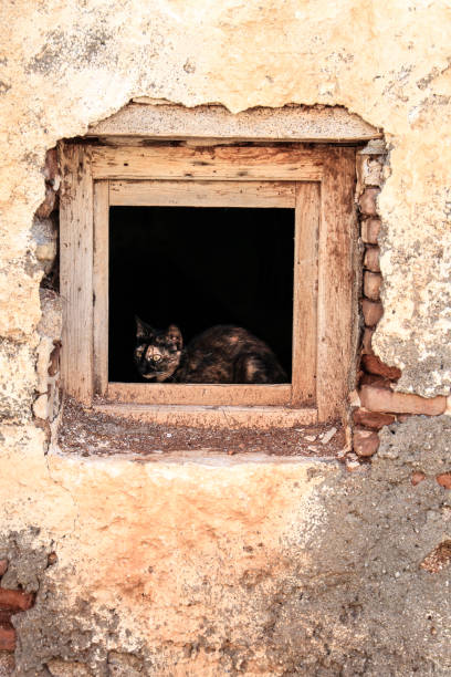 istock Beautiful Cat in old abandoned house window 2164088242