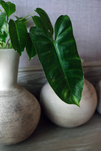 istock green leaves in gray vases on the table 2164089780