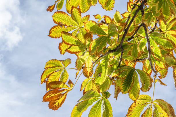 Upward view of a chestnut tree with the leaves changing form green, orange and yellow. The branches are intertwined. Fall trees changing color leaves.