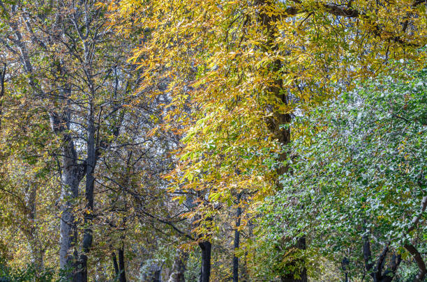 Autumn detail, colorful leaves on tree branches in a park