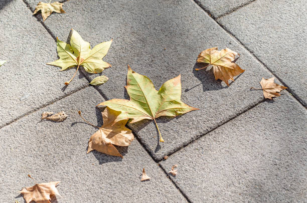Autumn detail, colorful fallen leaves on pavement background