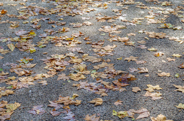 Autumn detail, colorful fallen leaves on pavement background